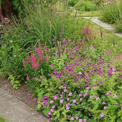 Rhodonite Prairie Garden