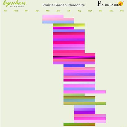 Rhodonite Prairie Garden