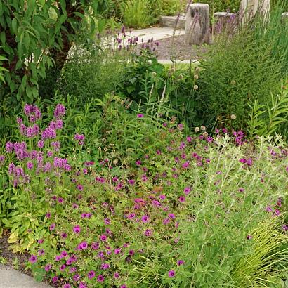 Rhodonite Prairie Garden