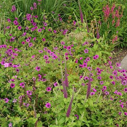 Rhodonite Prairie Garden