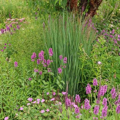 Rhodonite Prairie Garden
