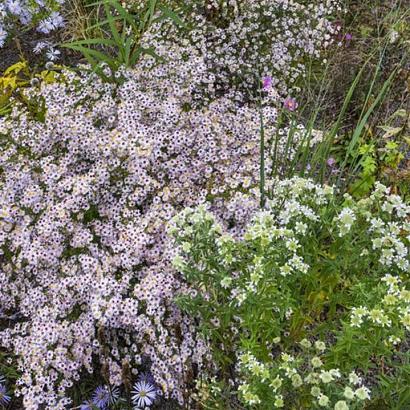 Rhodonite Prairie Garden