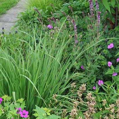 Rhodonite Prairie Garden