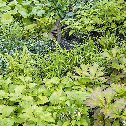 Chachacha Fleur Dansante