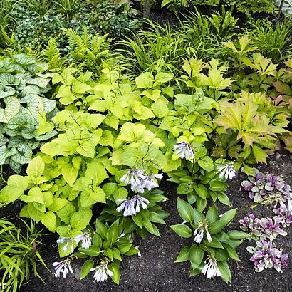 Chachacha Fleur Dansante