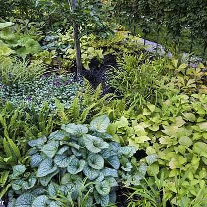 Chachacha Fleur Dansante