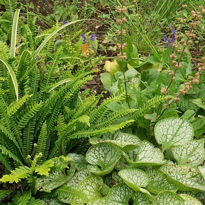 Chachacha Fleur Dansante