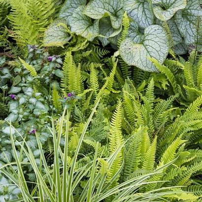 Chachacha Fleur Dansante