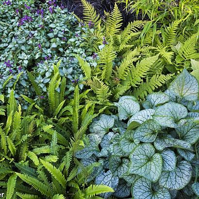 Chachacha Fleur Dansante