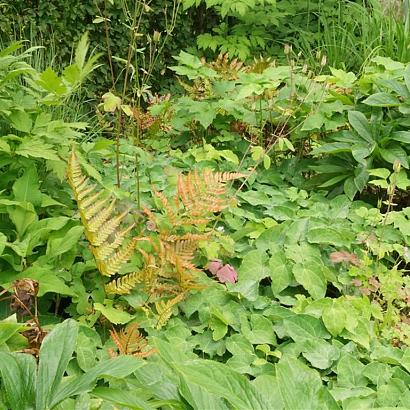 Foxtrot Fleur Dansante