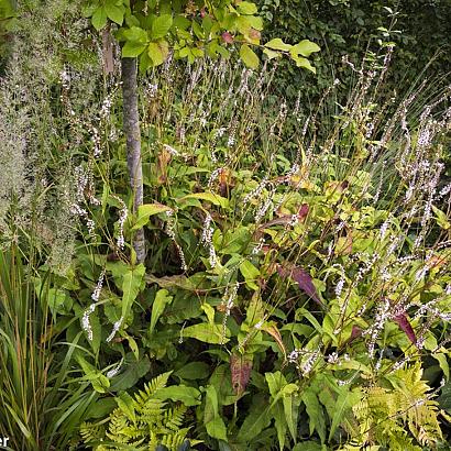 Foxtrot Fleur Dansante