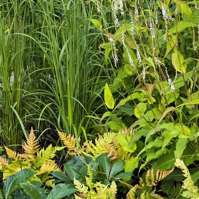 Foxtrot Fleur Dansante