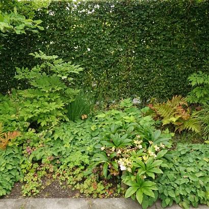 Foxtrot Fleur Dansante