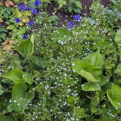 Foxtrot Fleur Dansante