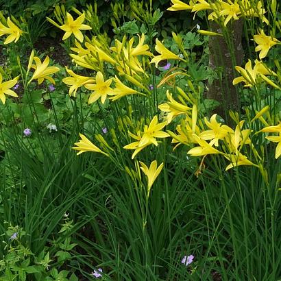 Tango Fleur Dansante