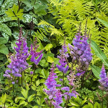 Tango Fleur Dansante