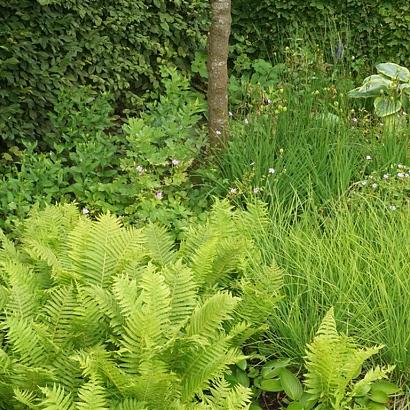 Tango Fleur Dansante