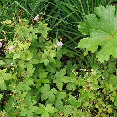 Tango Fleur Dansante