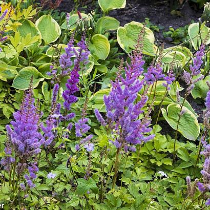 Tango Fleur Dansante