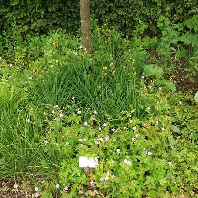 Tango Fleur Dansante