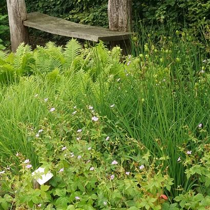 Tango Fleur Dansante