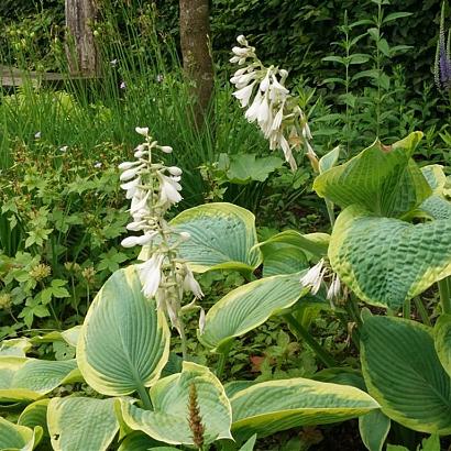 Tango Fleur Dansante