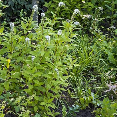 Twist Fleur Dansante