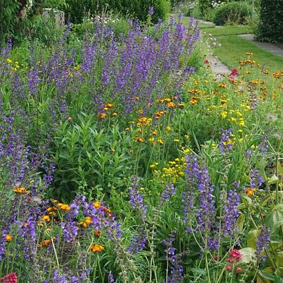 Expressivo Wildissimo