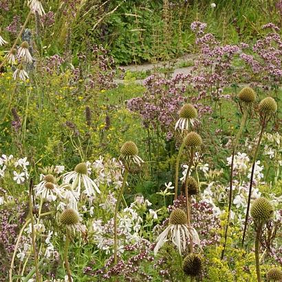 Expressivo Wildissimo