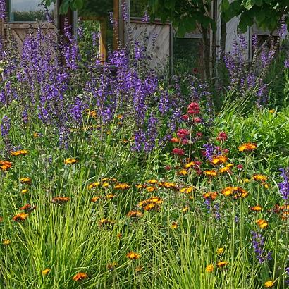 Expressivo Wildissimo