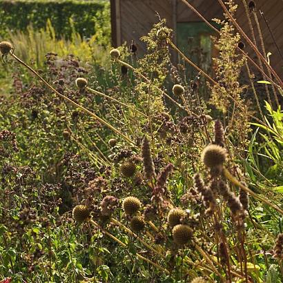 Expressivo Wildissimo