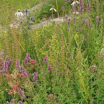 Expressivo Wildissimo