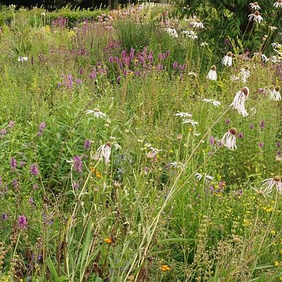 Expressivo Wildissimo