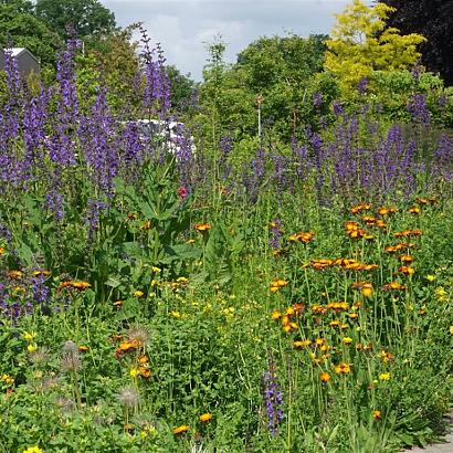 Expressivo Wildissimo