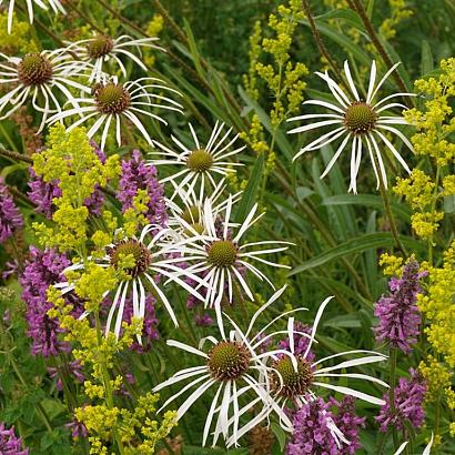 Expressivo Wildissimo