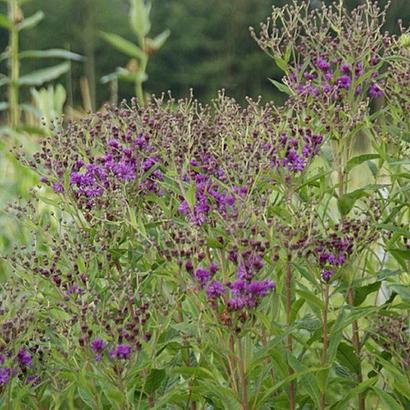 Vernonia baldwinii