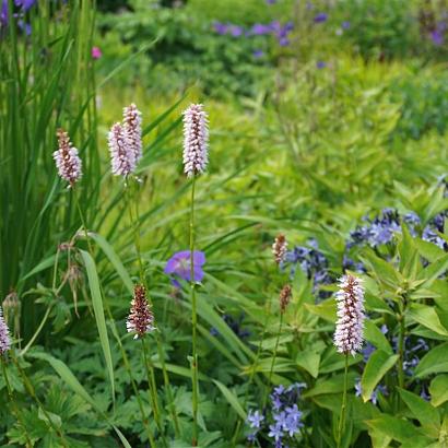 Azurite Prairie Garden