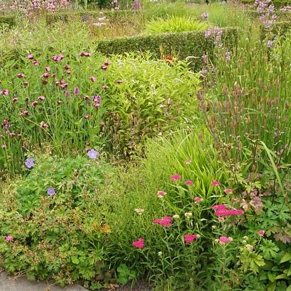 Azurite Prairie Garden