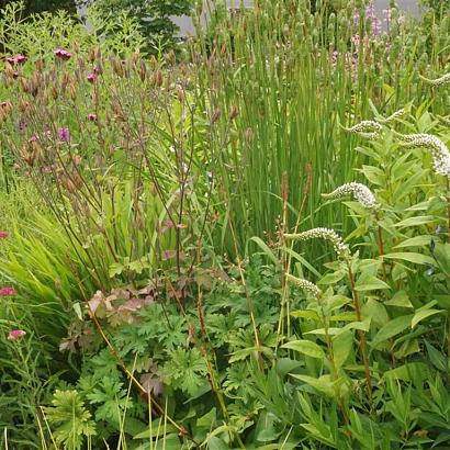 Azurite Prairie Garden