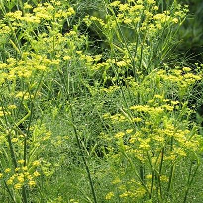 Foeniculum vulgare