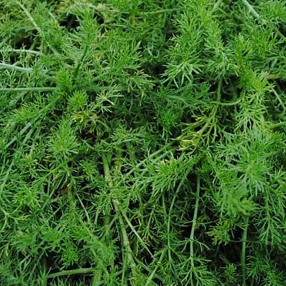 Chamaemelum nobile 'Treneague'