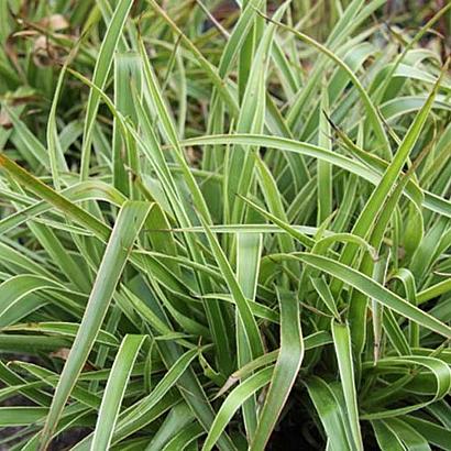 Luzula sylvatica 'Marginata'