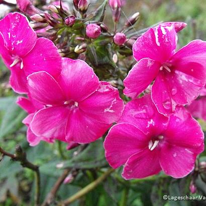 Phlox (P) 'Kirchenfürst'