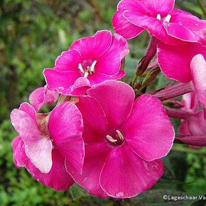 Phlox (P) 'Kirchenfürst'