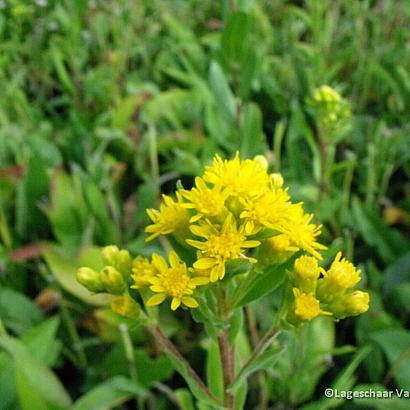Solidago rigida