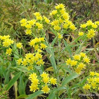 Solidago rigida