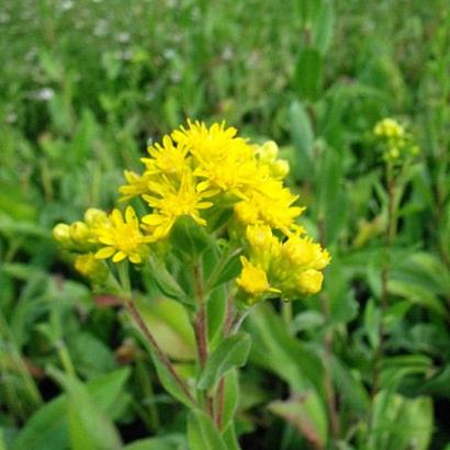 Solidago rigida
