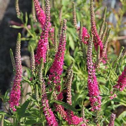 Veronica spicata 'Rotfuchs'