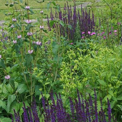 Amber Prairie Garden