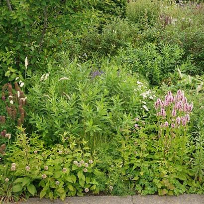 Emerald Prairie Garden